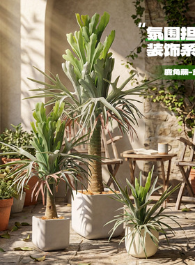 仿真鹿角蕨盆栽高质感假蕨类植物