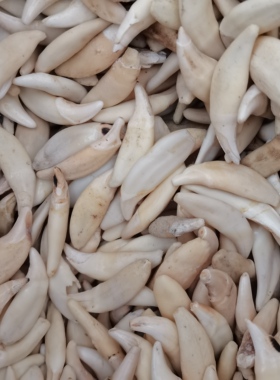 天然 真狗牙 黑狗牙 藏獒牙 仿狼牙 儿童男女项链手链 个性饰品