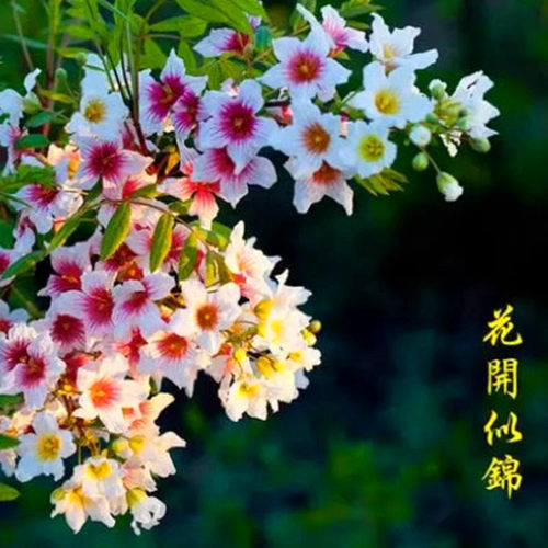 文冠花树苗状元花盆栽室内外阳台庭院盆景四季好养花卉多年生植物 - 图1