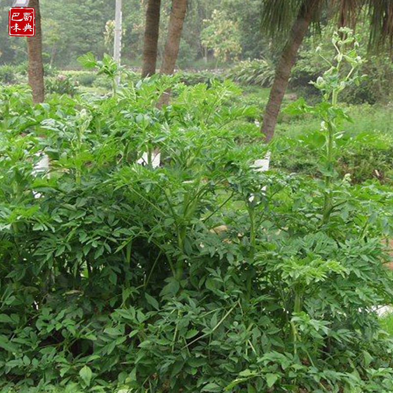 香料白芷大全白芷片香料精选无硫白芷粉川百芷 白止味浓新货250g - 图2