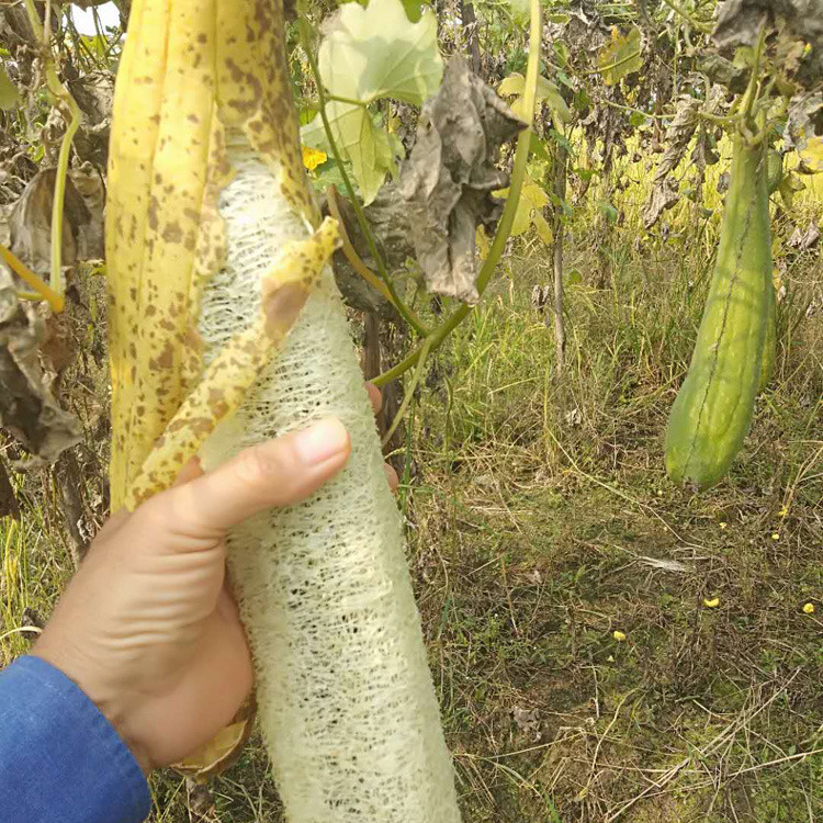 丝瓜络水藤双面囊洗碗布完瓤刷锅蔬菜南瓜布农家天然不沾油厨房 - 图1