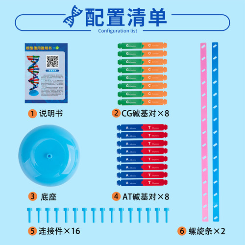 DNA分子双螺旋结构模型 初高中生物ACTG碱基对遗传基因 小学生手工DIY小制作 小学科学生命科学教学仪器器材 - 图1