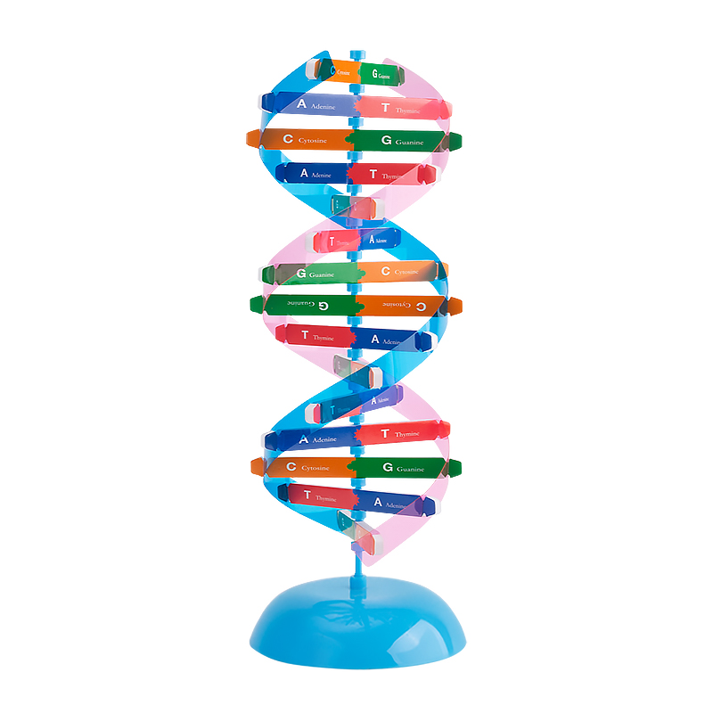 DNA分子双螺旋结构模型 初高中生物ACTG碱基对遗传基因 小学生手工DIY小制作 小学科学生命科学教学仪器器材 - 图0