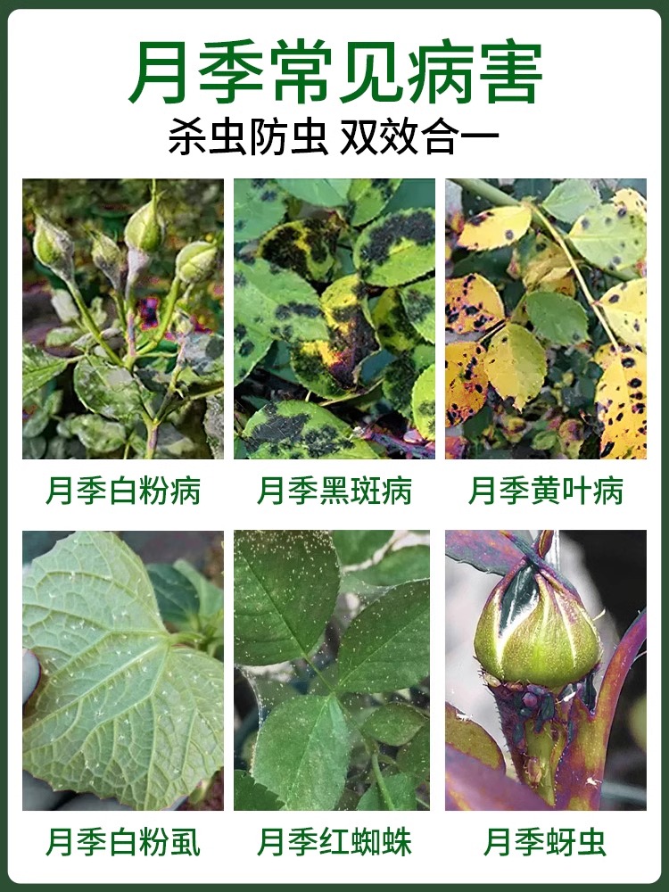 清香木杀虫剂胡椒驱虫除虫长虫蚜虫打虫药生盘栽青香虫害树治虫药 - 图3