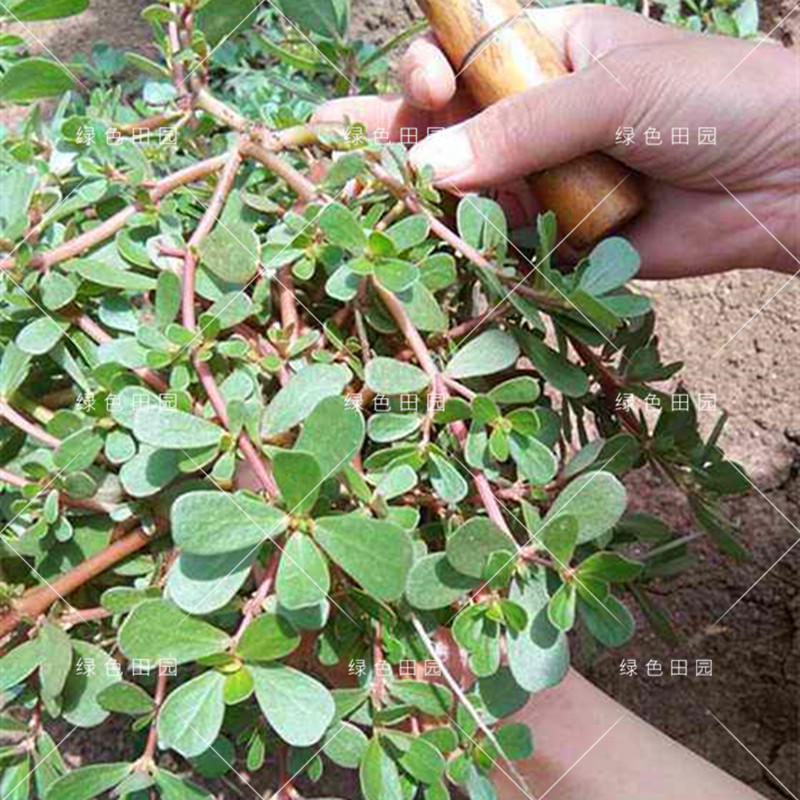 正宗野生食用马齿苋种子马芷苋籽太阳花野菜阳台田园盆栽蔬菜种孑 - 图0