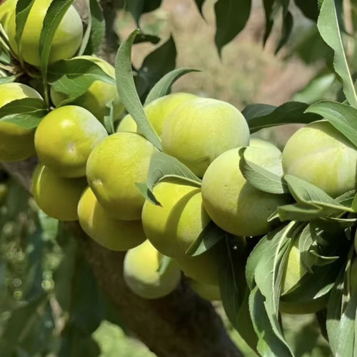 蜂糖李苗青脆李苗五月脆李苗晚熟蜜脆李苗李子树苗四川优质果树苗 - 图0