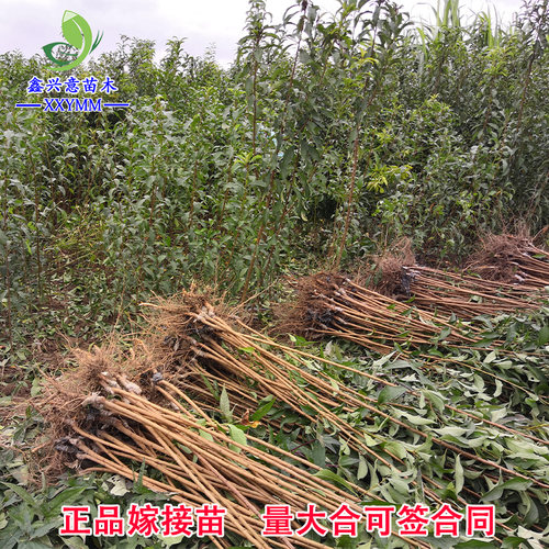 蜂糖李苗青脆李苗五月脆李苗晚熟蜜脆李苗李子树苗四川优质果树苗 - 图2