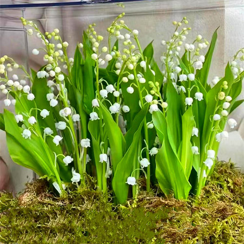 铃兰花苗种根带芽盆栽种球室内外花卉绿植物四季开花多规格 - 图1