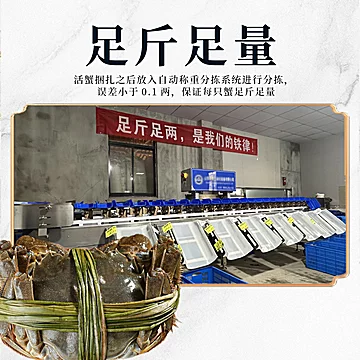 【手工挑精品蟹】公3.5-3.3母2.6-2.3两6只[1元优惠券]-寻折猪