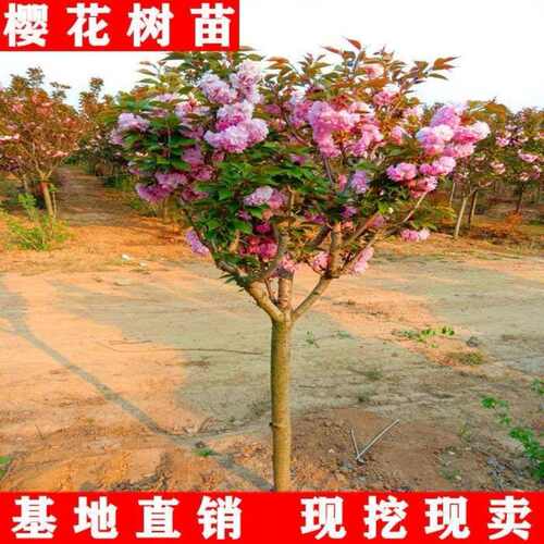 樱花树苗庭院大树日本晚樱种植花卉盆栽风景树吉野八重樱开花带花 - 图1