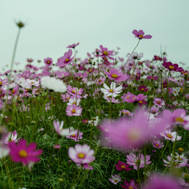 波斯菊花种子格桑花种籽子四季开花花籽庭院野花组合鲜花播种重瓣 - 图1