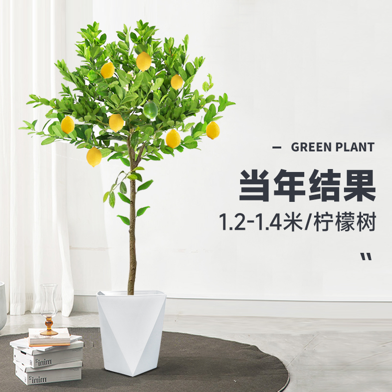 香水柠檬树盆栽绿植大型室内客厅阳台四季开花植物好养水培庭院