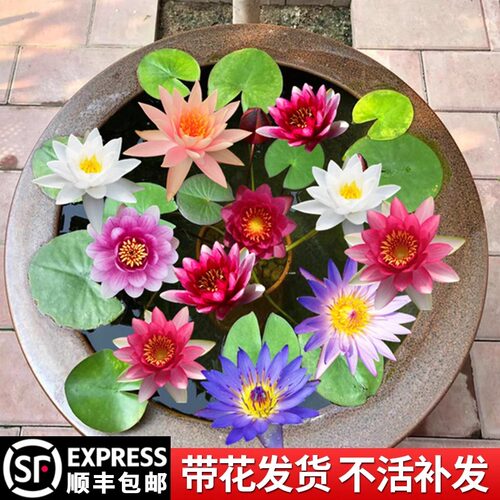 睡莲水培植物盆栽带花四季开花卉大根块池塘莲花种苗水养荷花根茎 - 图1