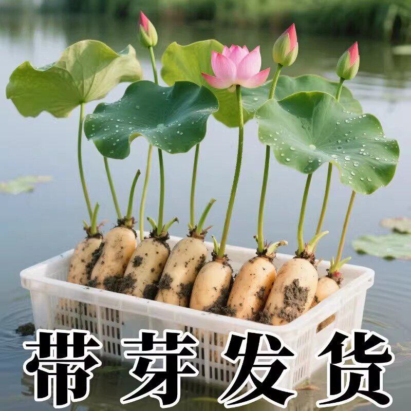 荷花盆栽莲花藕苗四季观赏藕种水培植物池塘花卉睡莲莲藕苗种花期
