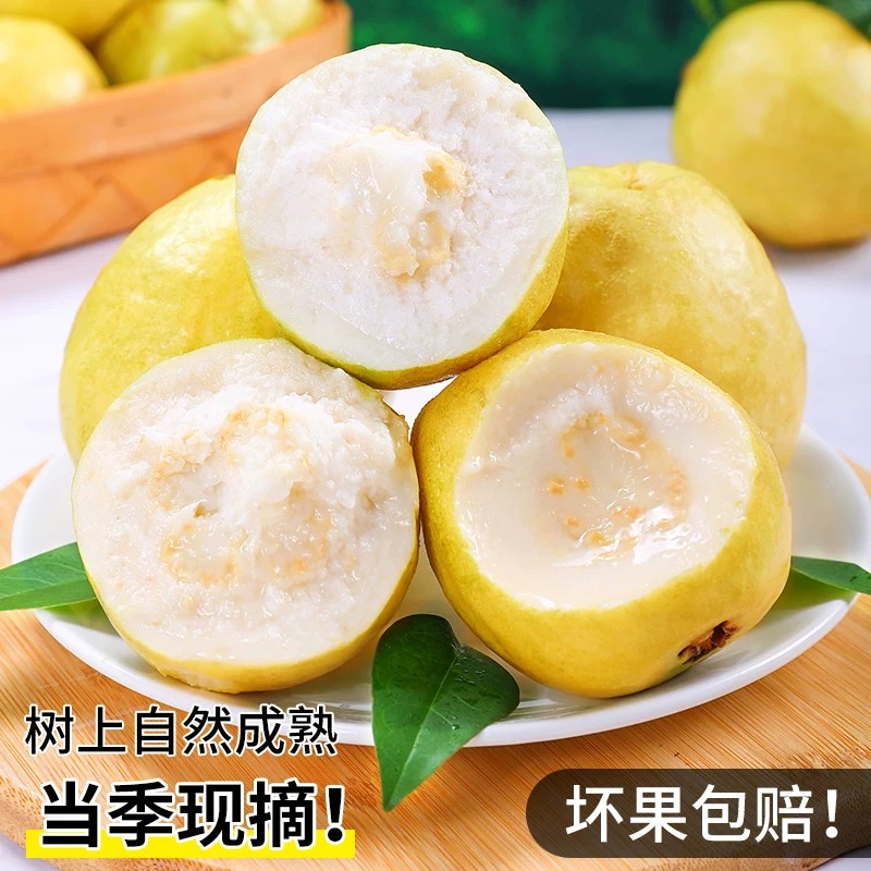 白心芭乐正宗当季现摘云南新鲜水果口感绵密果肉柔滑软糯整箱包邮
