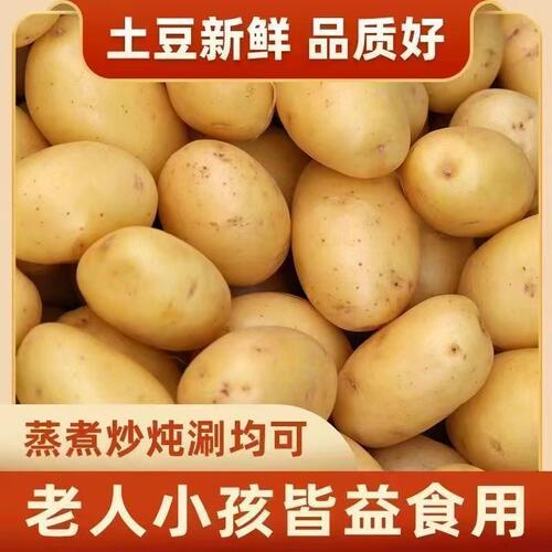 今年新鲜现挖黄心黄皮土豆新鲜蔬菜马铃薯洋芋农家种植现挖 - 图1