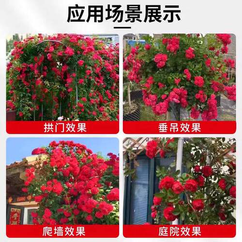 四季重瓣红木香花苗爬藤植物无刺黄木香开花卉庭院大树苗耐寒爬墙 - 图2