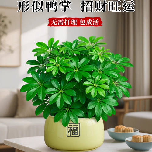 鸭脚木盆栽绿植八方来财植物发财树客厅旺宅室内招财桌面盆景四季 - 图1