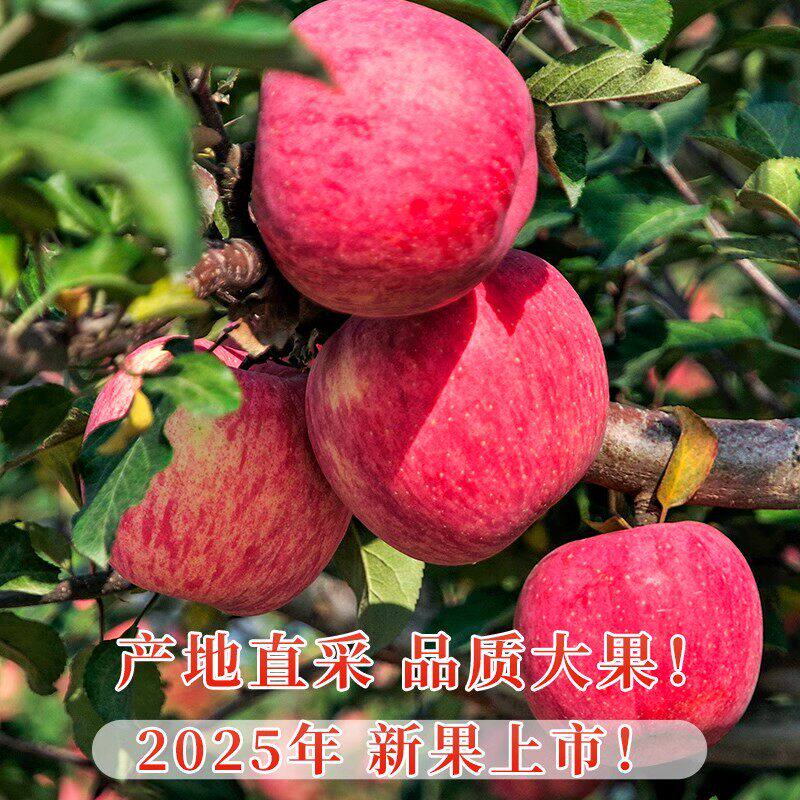 甘肃庆阳红富士苹果产地直发平果当季新鲜一整箱应季水果包邮脆甜 甘肃庆阳红富士苹果产地直发平果当季新鲜一整箱应季水果包邮脆甜