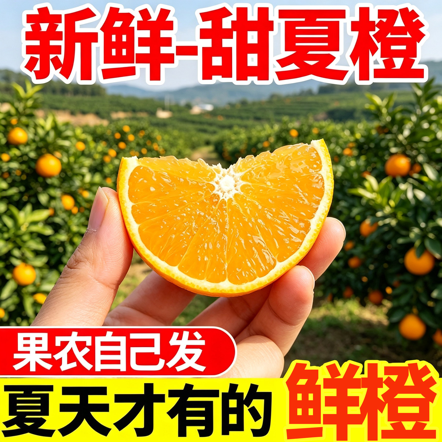 五斤10.4！现摘现发夏橙5斤！