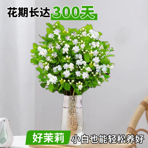 水培茉莉花带花苞盆栽四季开花室内水养植物办公室桌面好养活花卉 - 图0