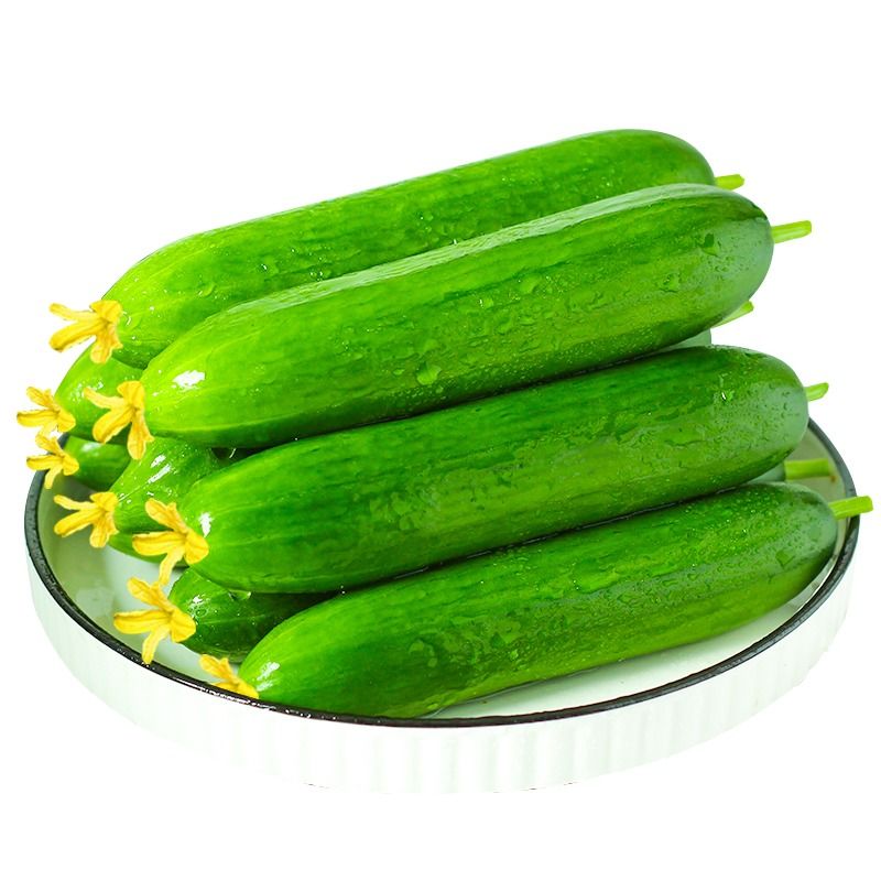 寿光蔬菜水果黄瓜生吃脆新鲜5斤青瓜荷兰当季无刺小黄瓜包邮即食 - 图3