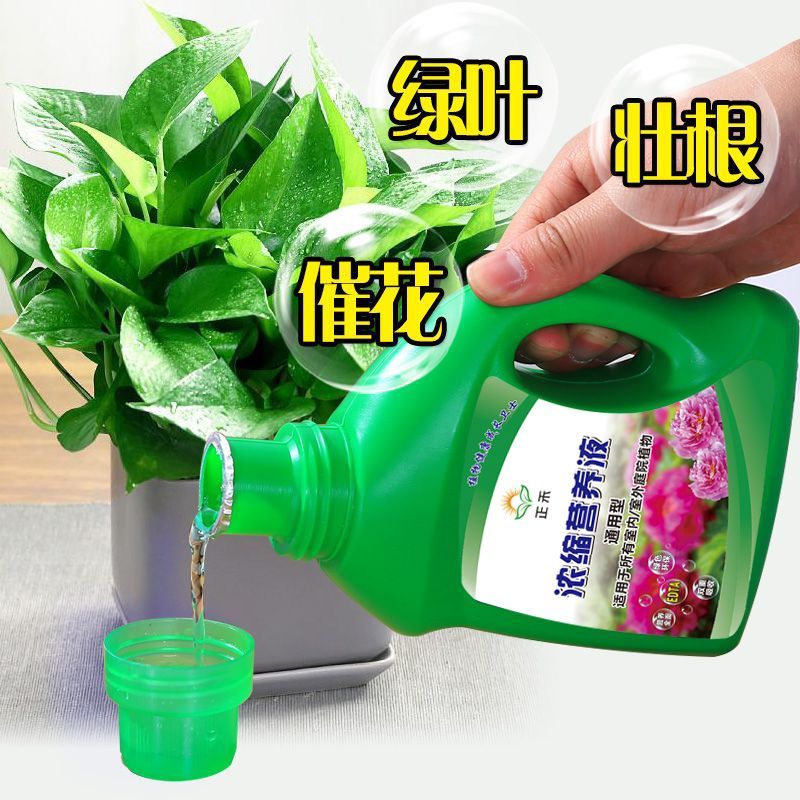 营养液通用型养花肥料植物发财树富贵竹多肉花卉水培家用园艺室内 - 图0