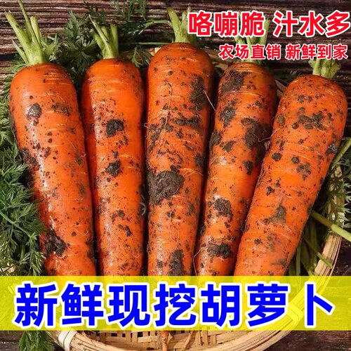 沙地新鲜蔬菜水果农家自种现挖带泥胡萝卜红萝卜营养健康自提当季 - 图1