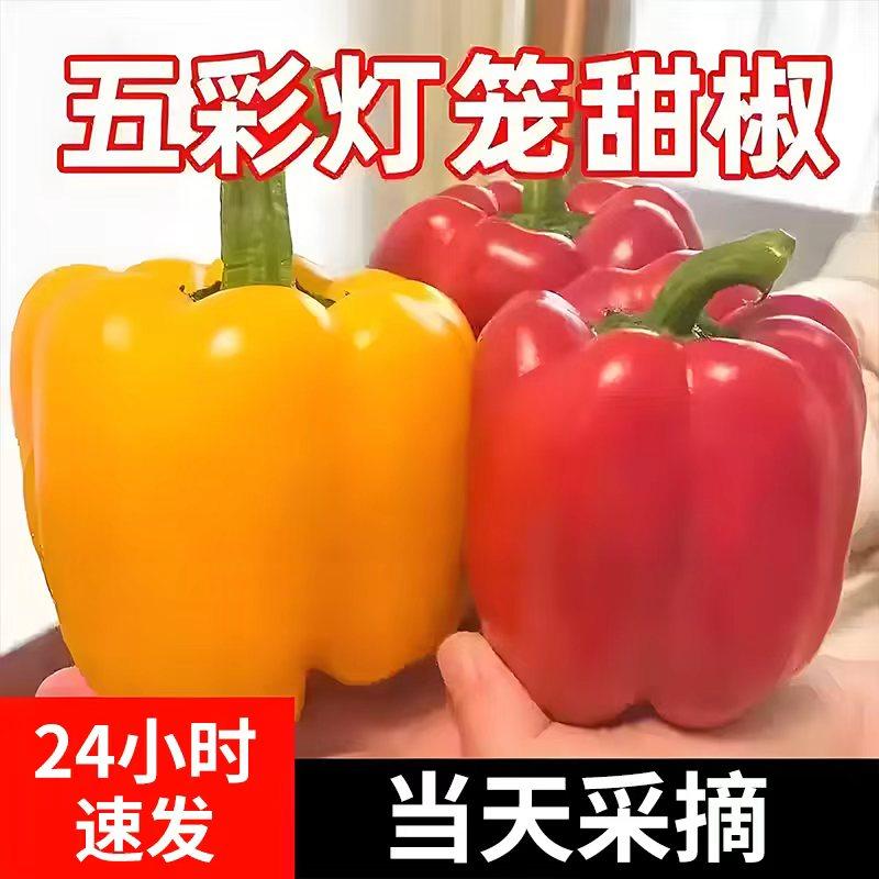寿光五彩甜椒生吃水果彩椒青椒红黄绿圆椒辣椒新鲜现摘当季蔬菜,淘宝优惠券,粉丝福利购,淘宝优惠卷
