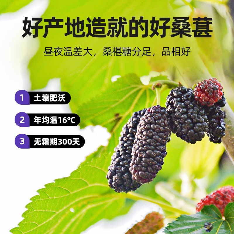 桑葚干新疆黑桑椹干果500g无沙泡水泡茶泡酒枸杞茶新鲜原产地即食 - 图2