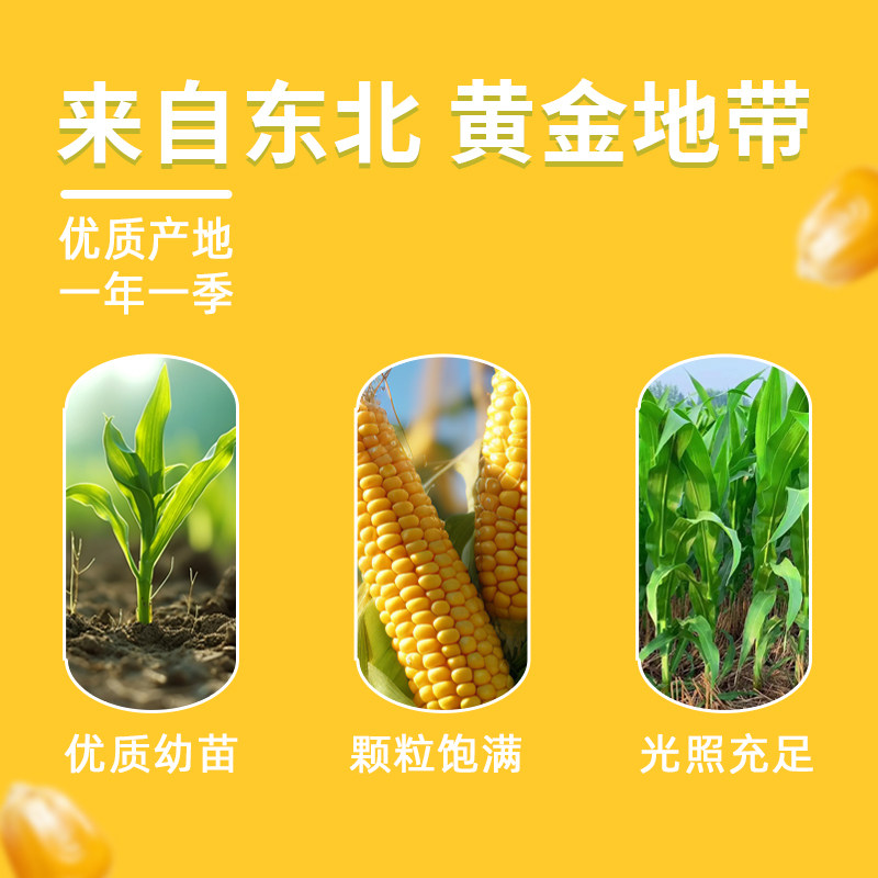 丰粮甄厨当季东北黄糯玉米280g×8支金黄铝箔装黏糯真空锁鲜