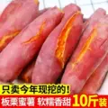 新鲜蜜薯板栗红薯沙地糖心地瓜农家自种番薯现挖黄心山芋甜蜜软糯 图片 2