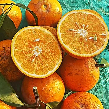 广西老树花皮武鸣沃柑净重4.5斤[1元优惠券]-寻折猪