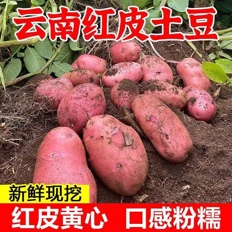 云南新鲜现挖红皮黄心粉糯土豆整箱9/5斤现挖马铃薯洋芋红皮土豆-图2