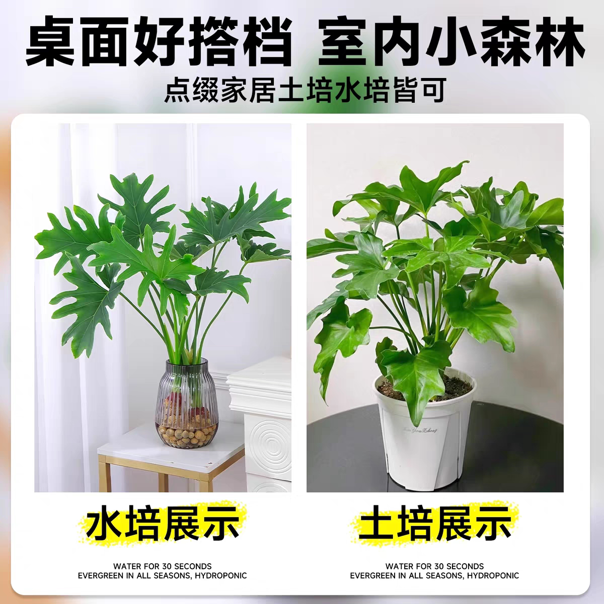 春羽龟背竹水培植物室内盆栽客厅办公室桌面绿植花卉大叶水养家里