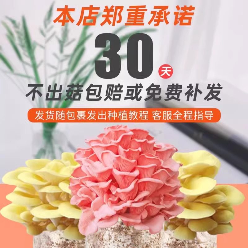蘑菇种植包菌种家种儿童可食用香菇平菇冬种植季批发家庭自种懒人,淘宝优惠券,粉丝福利购,淘宝优惠卷