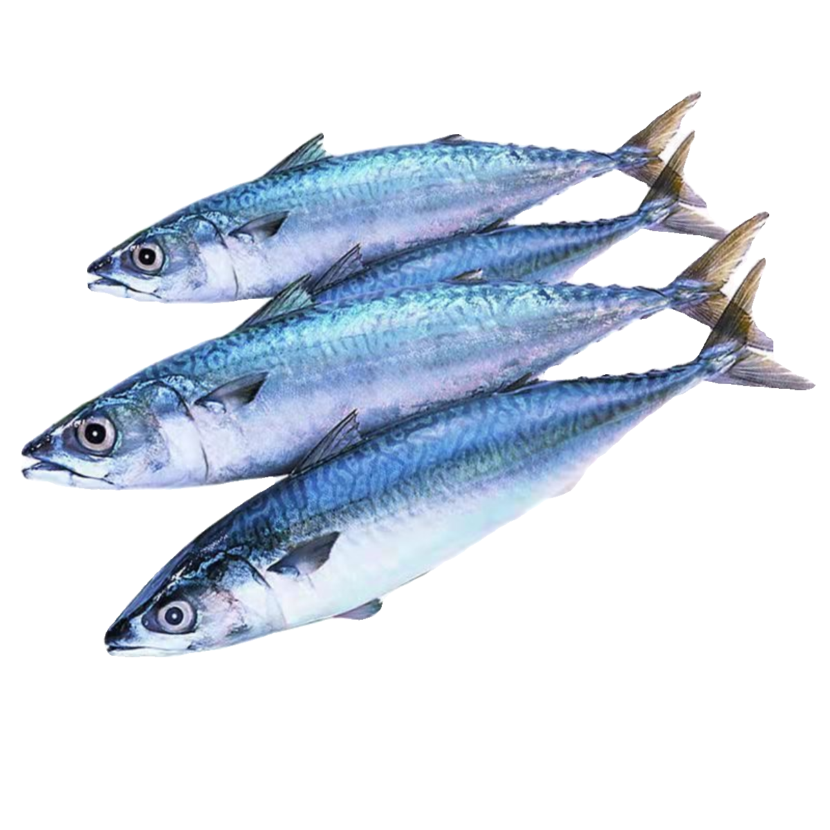 青岛大鲅鱼海捕新鲜冷冻马鲛鱼海鱼海鲜整条燕鲅鱼水产马鲛鱼,淘宝优惠券,粉丝福利购,淘宝优惠卷