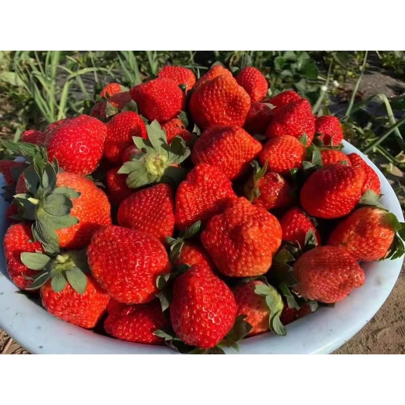 新鲜草莓露天孕妇水果当季甜红颜牛奶奶油梅现摘现发99冬草莓,淘宝优惠券,粉丝福利购,淘宝优惠卷