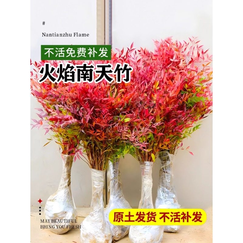 火焰南天竹盆栽客厅树苗室内植物盆景室外庭院耐寒竹子苗花卉绿植 - 图0