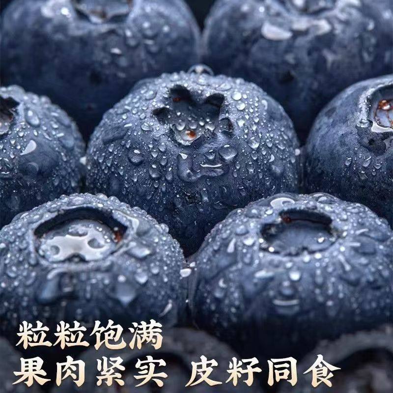 云南高山蓝莓鲜果新鲜水果当季怡颗蓝莓高山L25花香现摘整箱包邮,淘宝优惠券,粉丝福利购,淘宝优惠卷