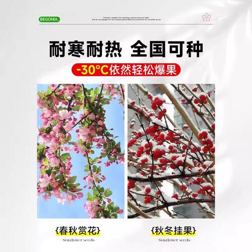海棠花树苗高杆西府垂丝北美海棠耐寒植物庭院盆栽地栽风景树室外 - 图2