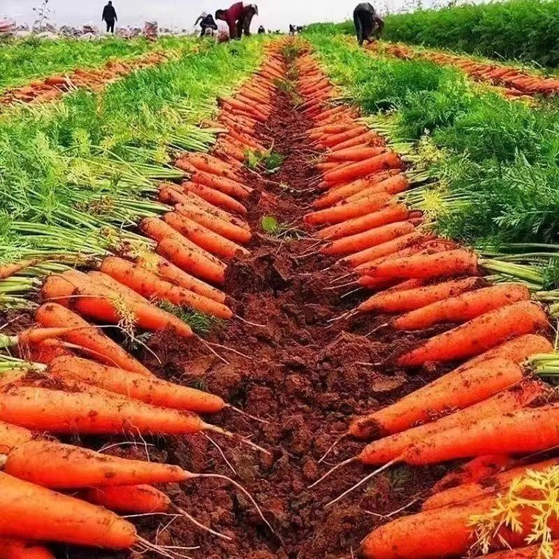 农家自种老品种胡萝沙地胡萝卜新鲜带泥甜脆水果型胡萝卜,淘宝优惠券,粉丝福利购,淘宝优惠卷