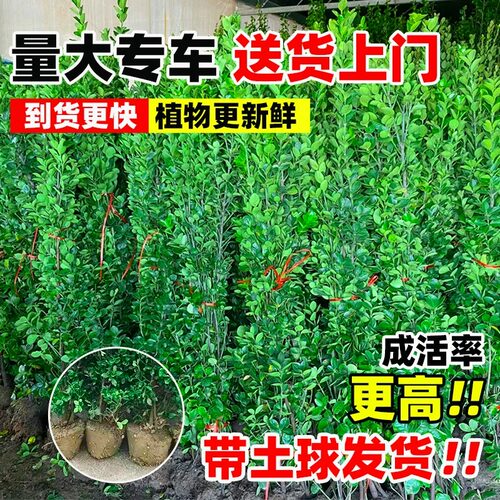 冬青树苗北海道黄杨四季常青直立篱笆墙庭院围墙植物耐寒绿篱围栏 - 图2