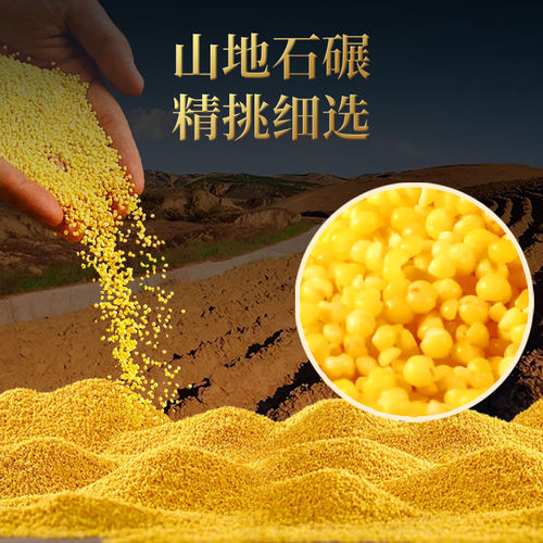 黄小米陕西米脂油小米5斤黄米粥粘糯新米农家五谷杂粮米油益康-图3
