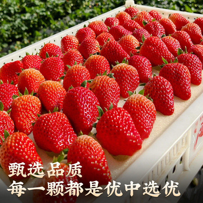 顺丰速达红颜奶油草莓新鲜水果当季现摘99礼盒装大凉山非丹东草莓,淘宝优惠券,粉丝福利购,淘宝优惠卷