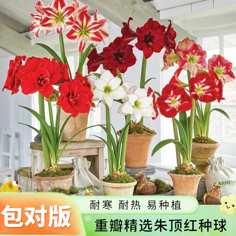 重瓣朱顶红花卉种球盆栽室内阳台室外庭院地载观赏绿植多年生植物
