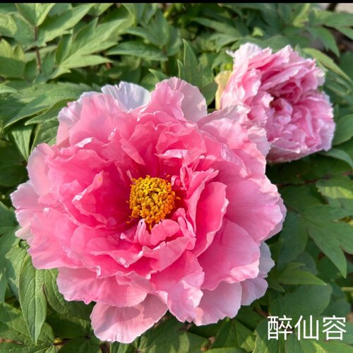 重瓣芍药花带芽根块阳台庭院耐寒四季盆栽花卉春季开花勺药 - 图3