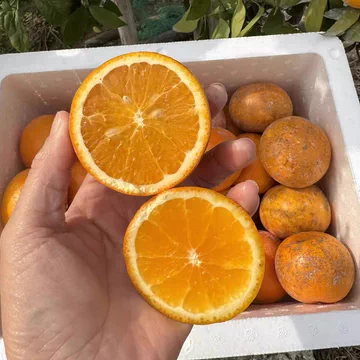 广西老树花皮武鸣沃柑净重4.5斤[1元优惠券]-寻折猪