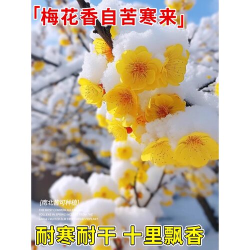 腊梅花树苗盆栽耐寒庭院老桩红梅花卉盆景冬季带花苞室内室外开花 - 图2
