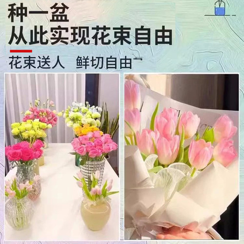 郁金香种球水培花卉定植篮室内花植物四季种子土水养好活盆栽花苗 - 图1